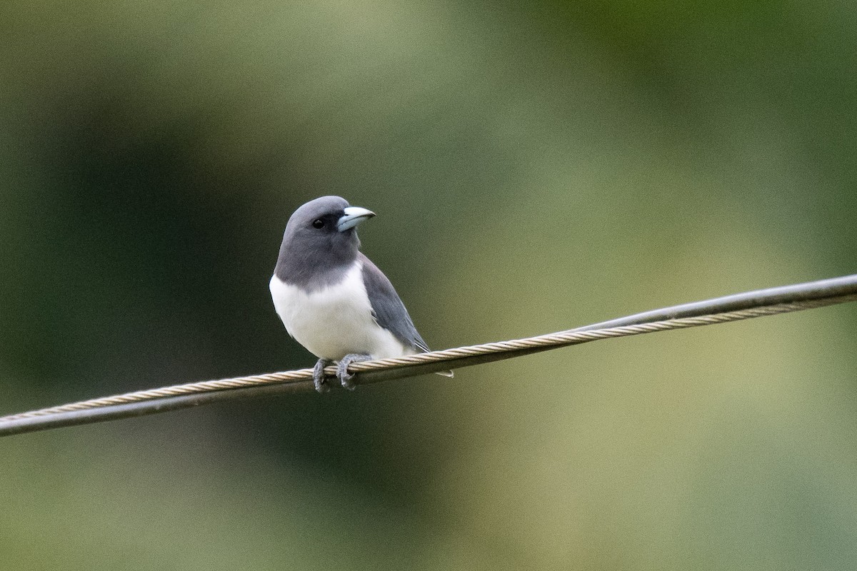 White-breasted Woodswallow - ML623022850