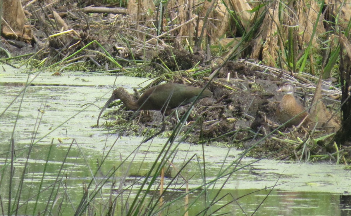 White-faced Ibis - ML623022854