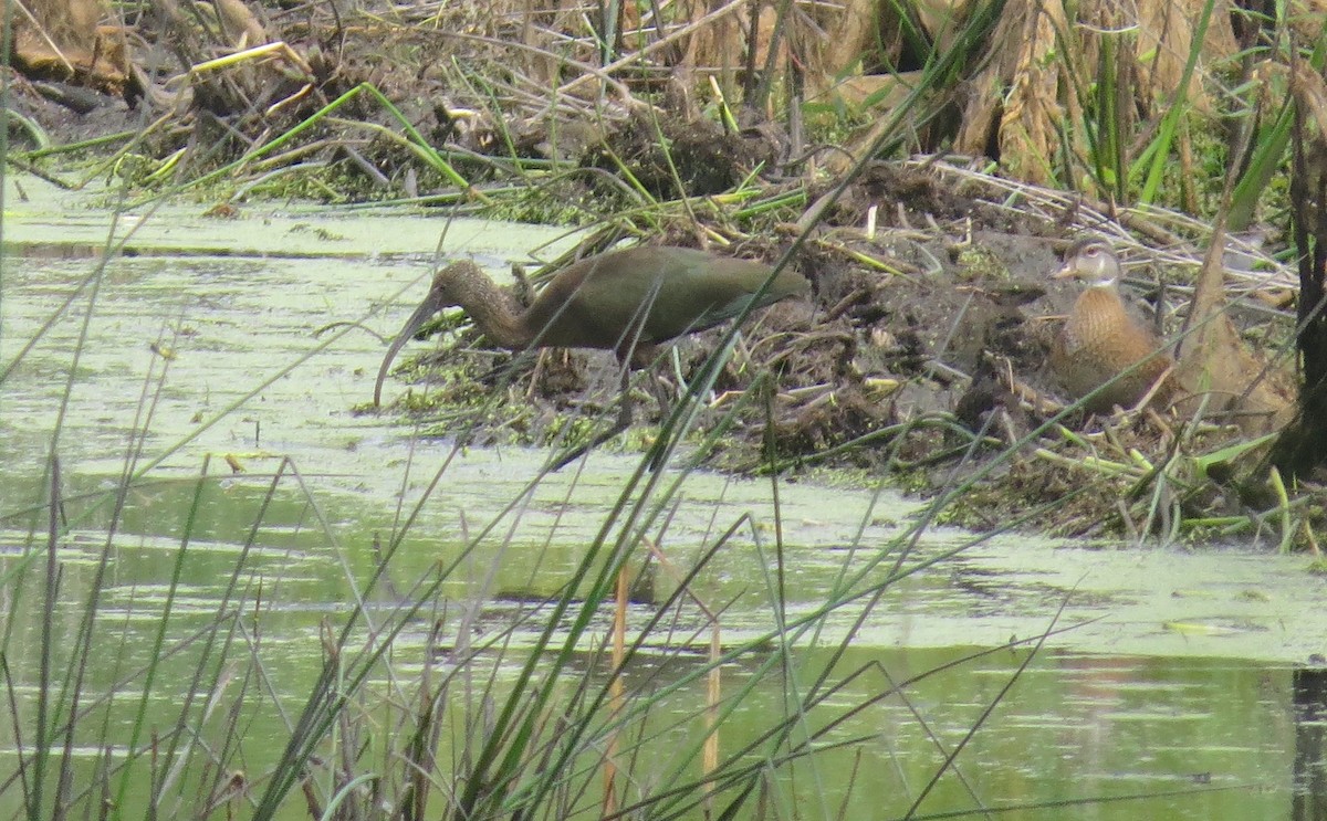 White-faced Ibis - ML623022855