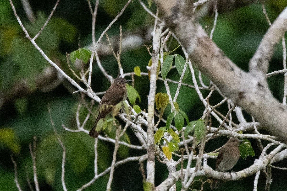 Bulbul Filipino - ML623022868