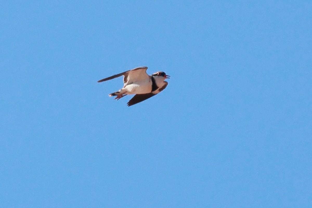 Black-fronted Dotterel - ML623022869