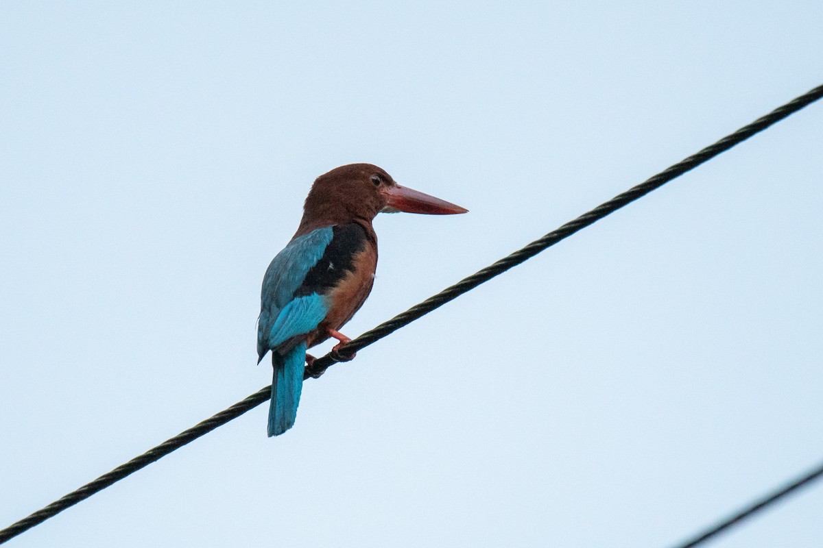 Brown-breasted Kingfisher - ML623022882