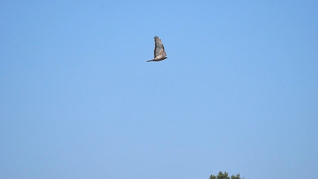 European Honey-buzzard - ML623022914