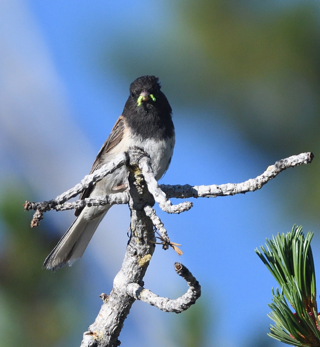 Dark-eyed Junco (Oregon) - ML623022919