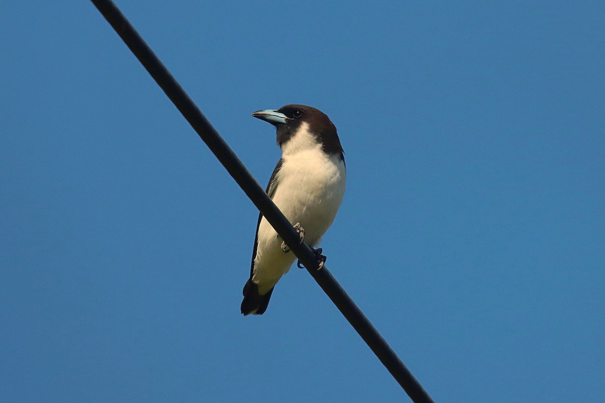 Fiji Woodswallow - ML623022934