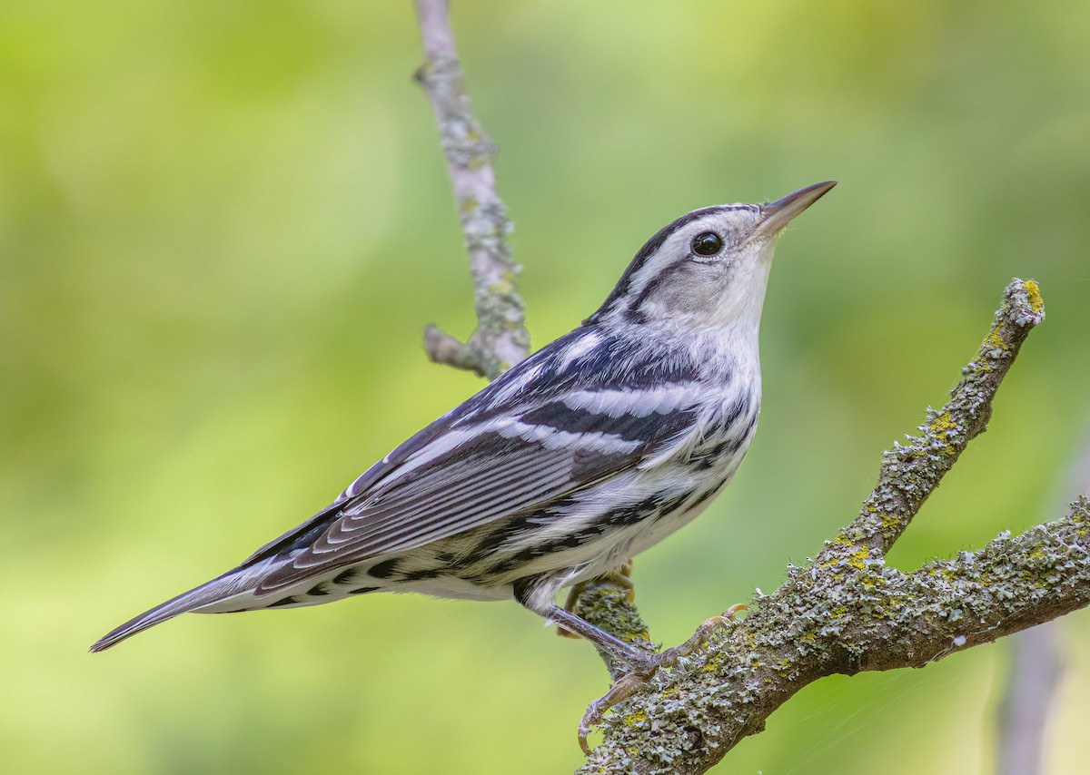 Black-and-white Warbler - ML623022947