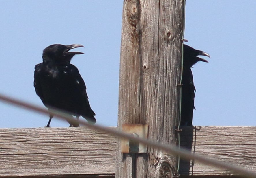 raven sp. - Nathan Pieplow