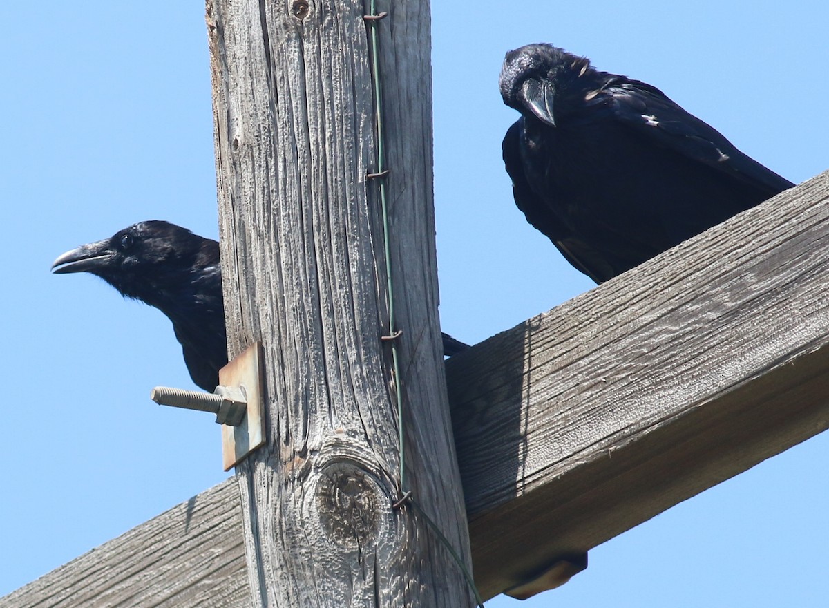 raven sp. - Nathan Pieplow