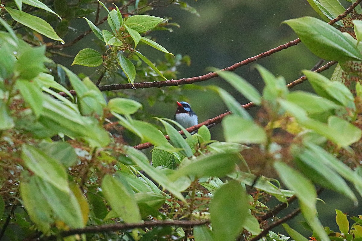 Azure-crested Flycatcher - ML623023153