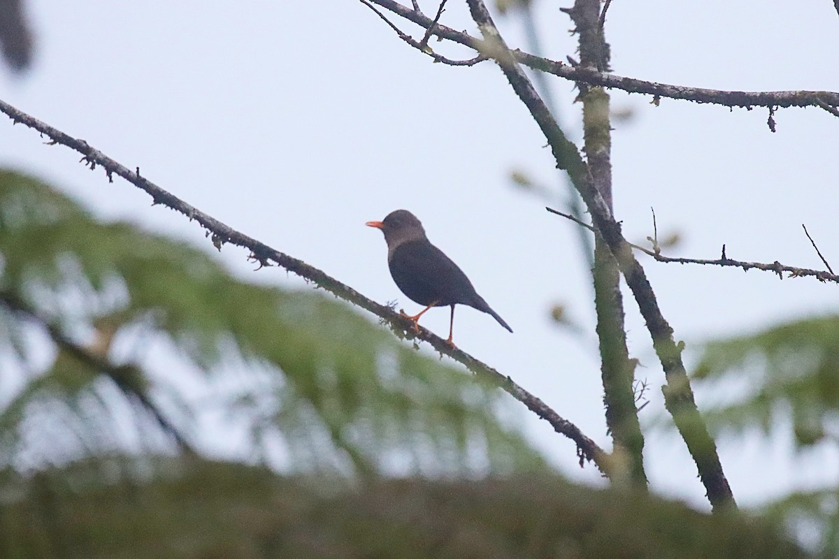 Island Thrush - ML623023170