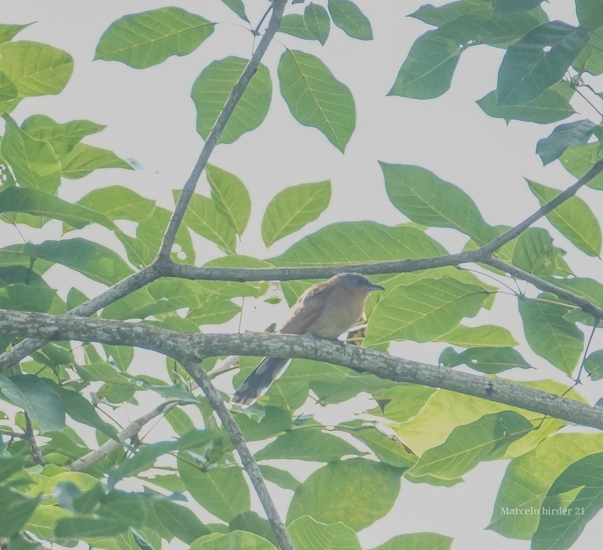 Gray-capped Cuckoo - ML623023187