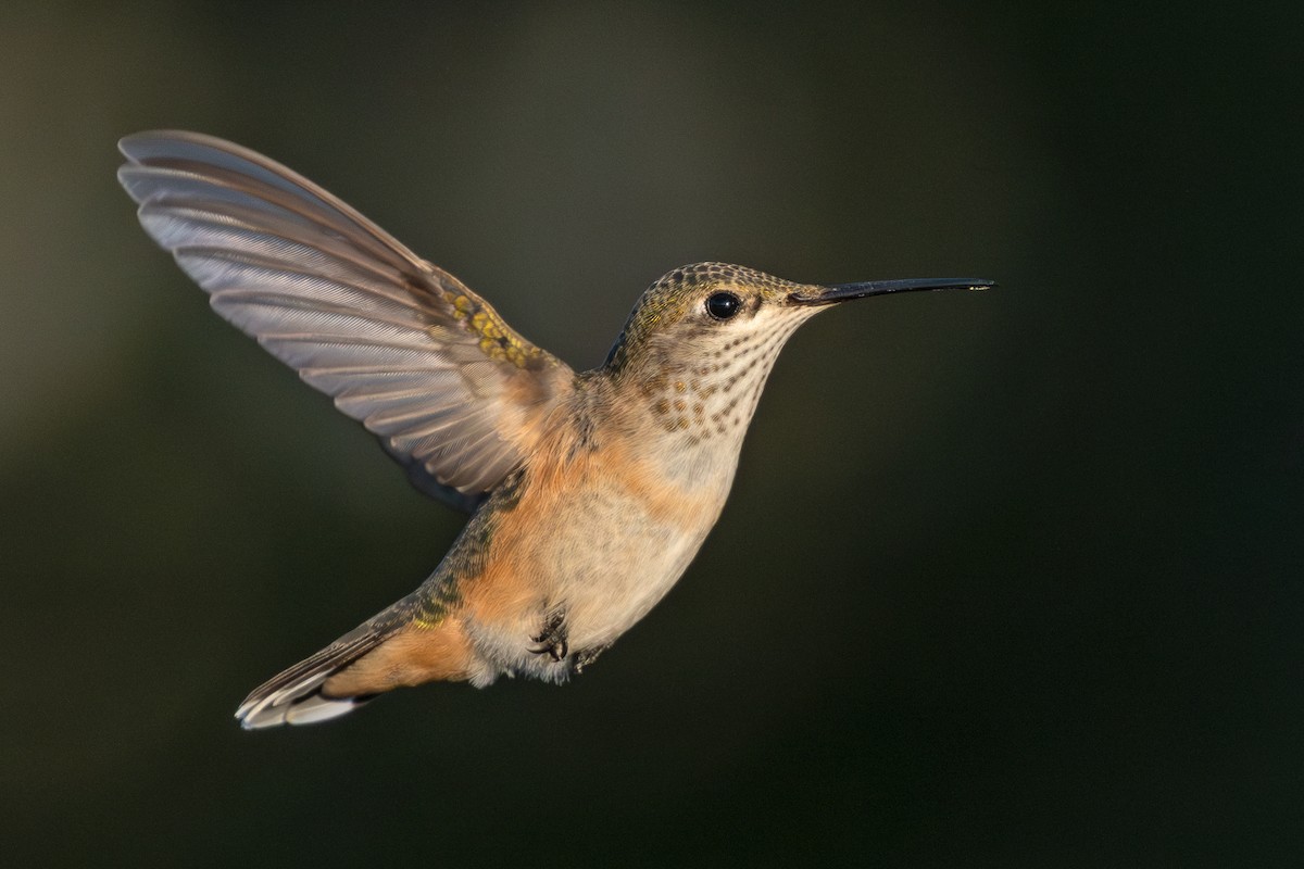 Broad-tailed Hummingbird - ML623023213