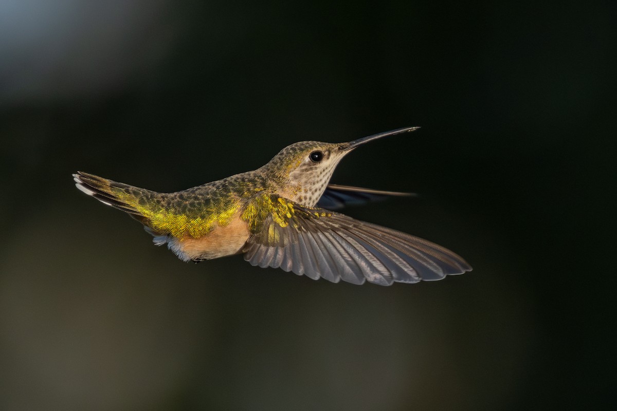 Broad-tailed Hummingbird - ML623023214