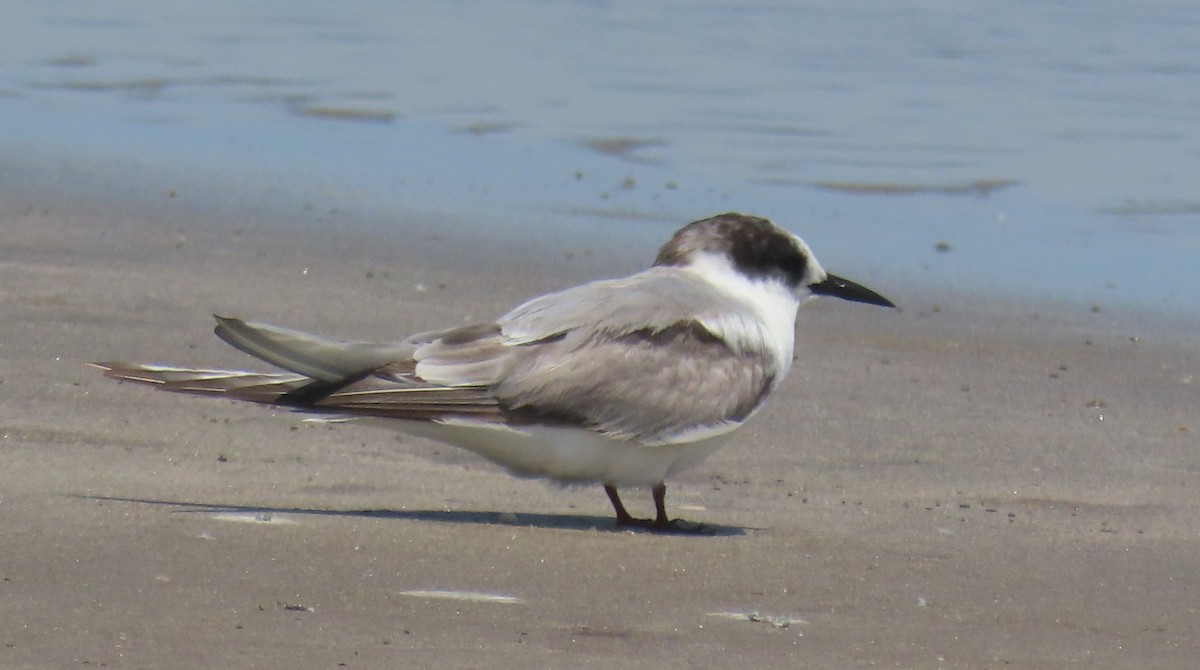 Arctic Tern - ML623023236