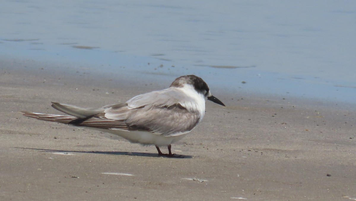 Arctic Tern - ML623023237