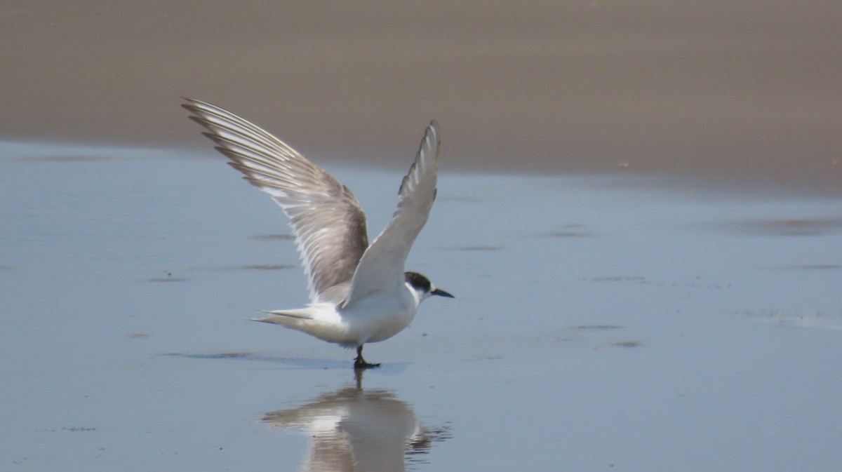 Arctic Tern - ML623023238