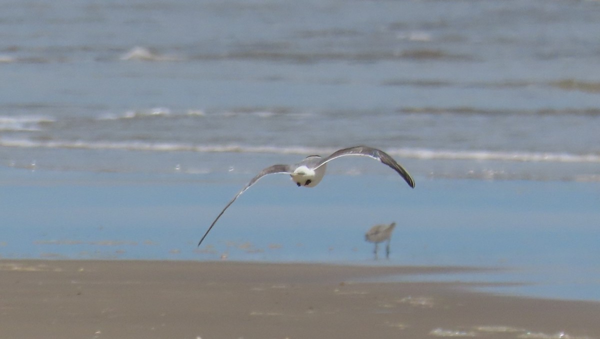 Arctic Tern - ML623023239