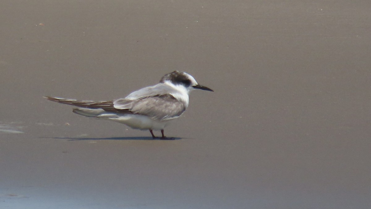 Arctic Tern - ML623023240