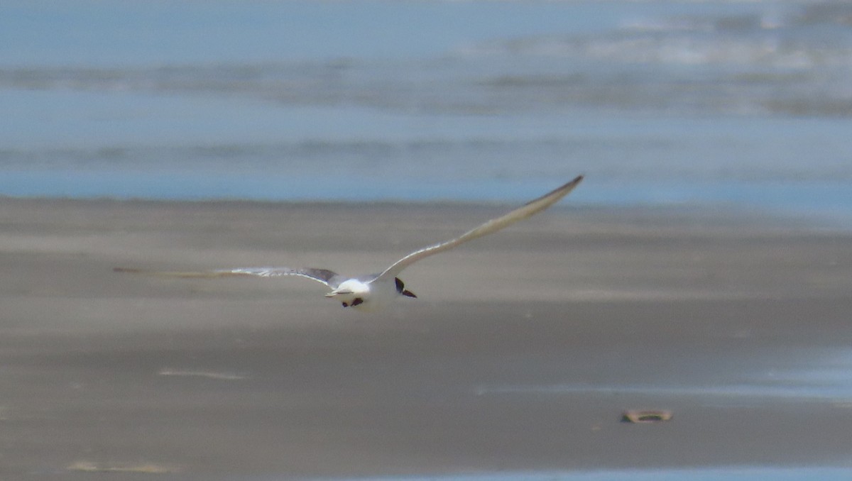 Arctic Tern - ML623023241