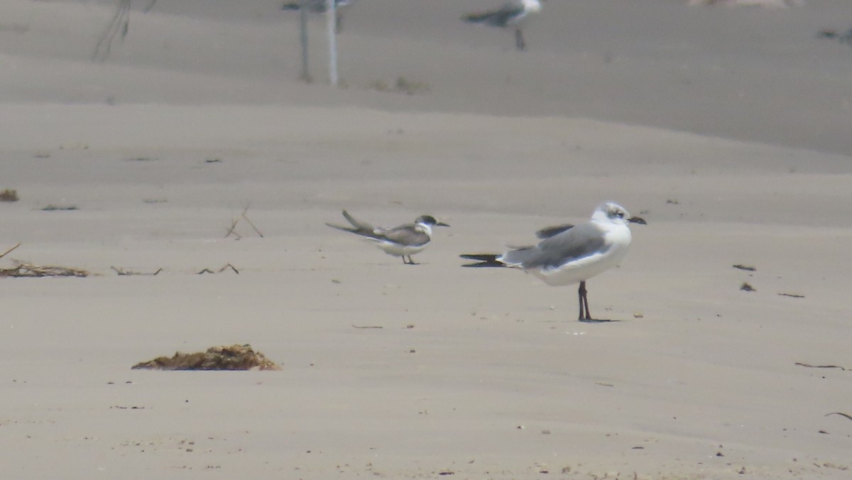 Arctic Tern - ML623023242