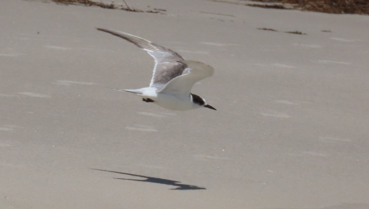 Arctic Tern - ML623023244