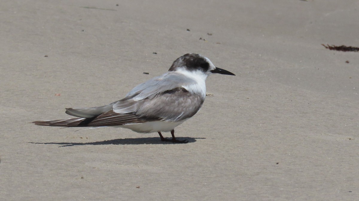 Arctic Tern - ML623023245
