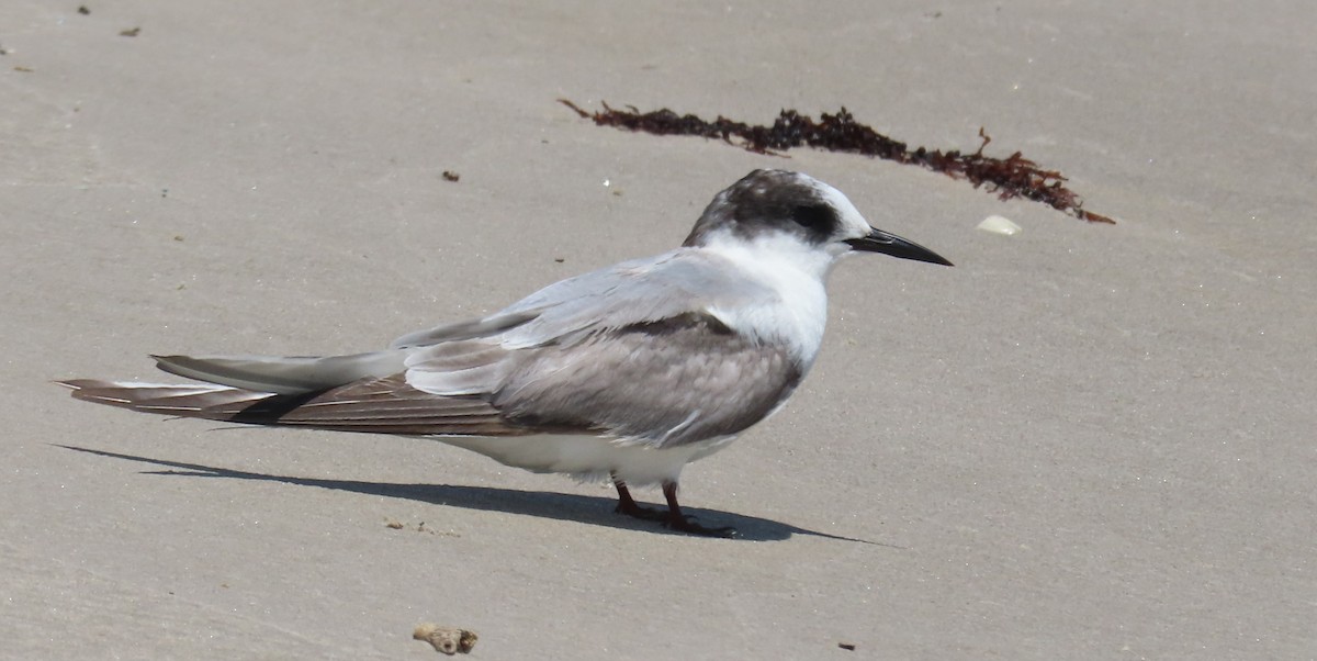 Arctic Tern - ML623023247