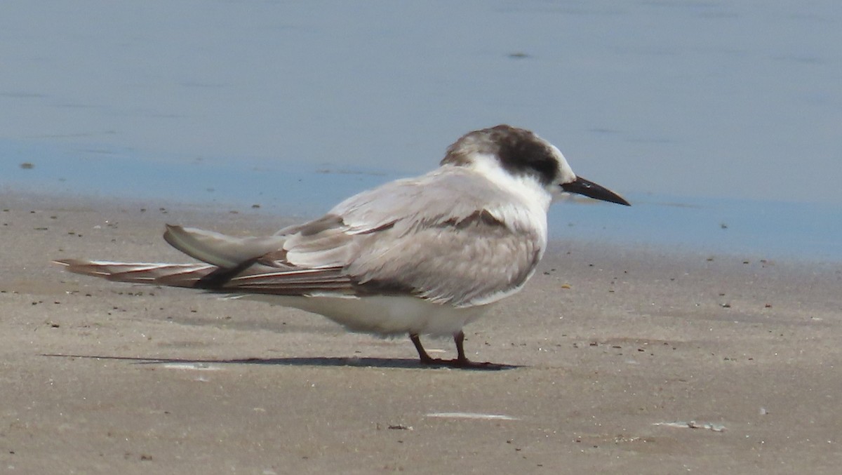 Arctic Tern - ML623023249