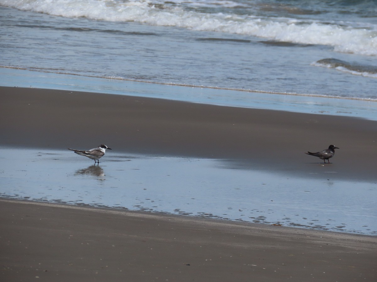Arctic Tern - ML623023250