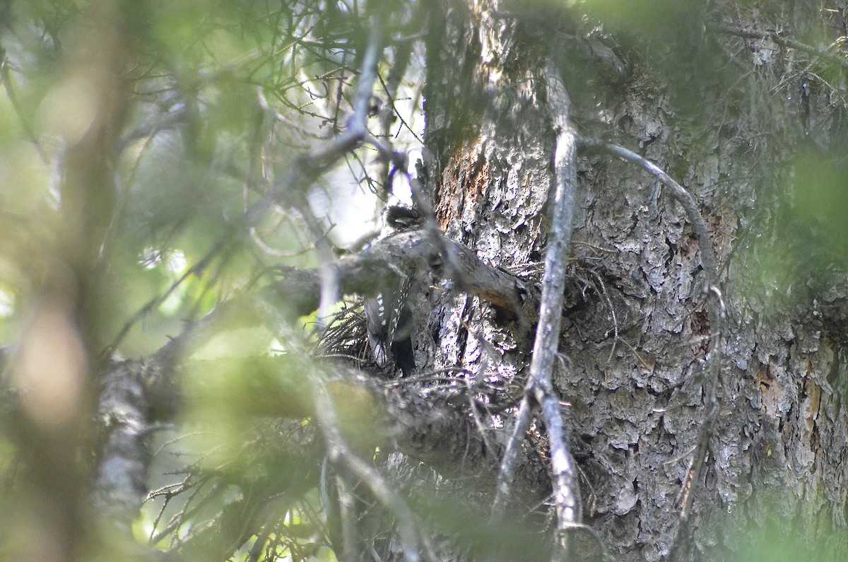 American Three-toed Woodpecker - Gary Zenitsky