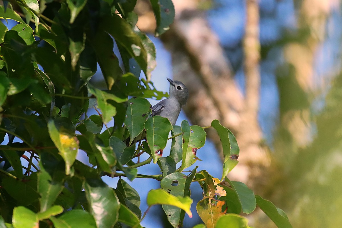 Slaty Monarch - ML623023292