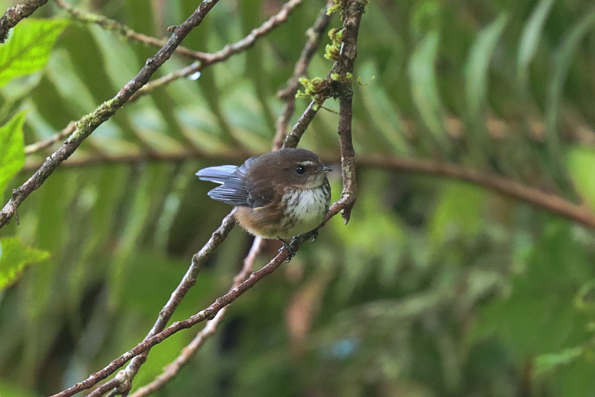 Fiji Streaked Fantail (Taveuni) - ML623023341