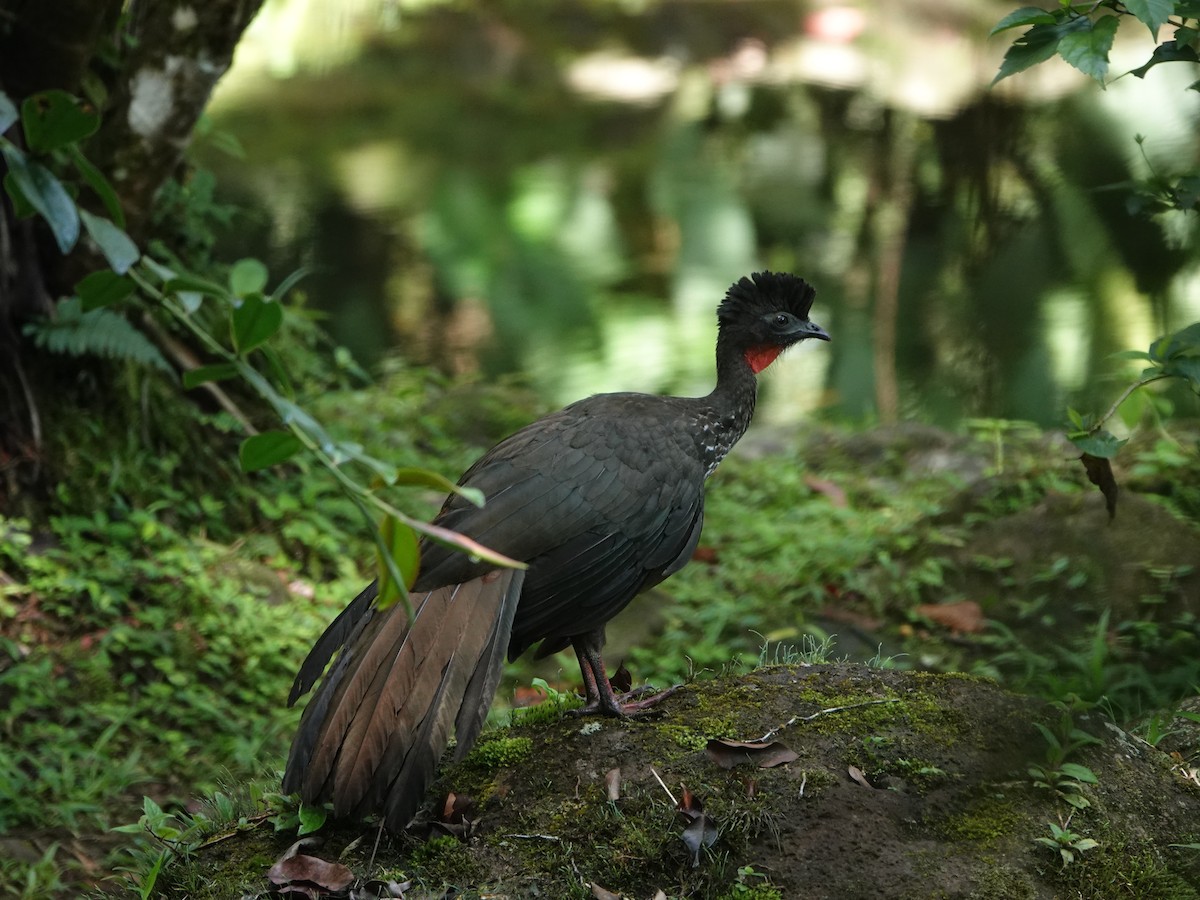 Crested Guan - ML623023369