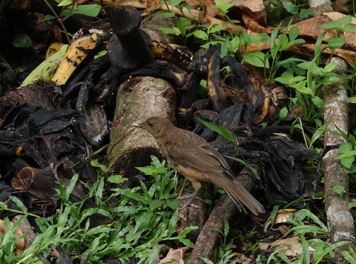 Clay-colored Thrush - ML623023390