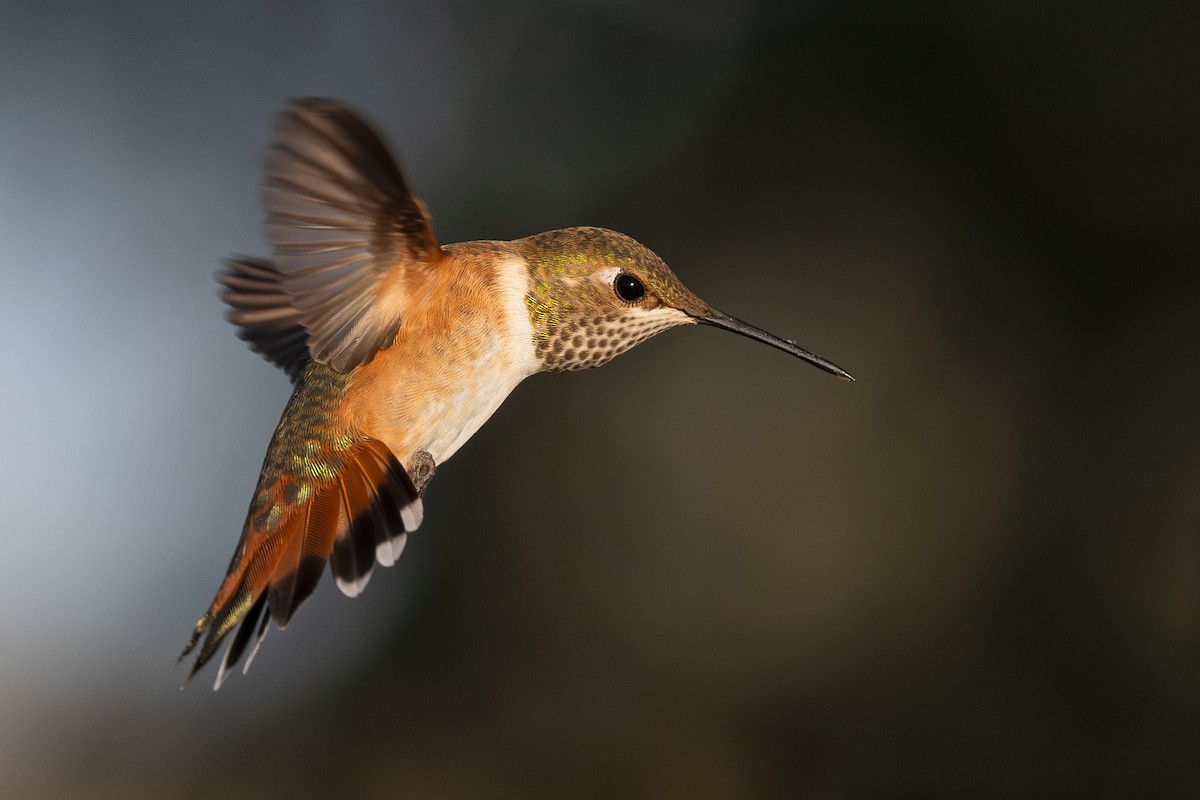 Rufous Hummingbird - ML623023405