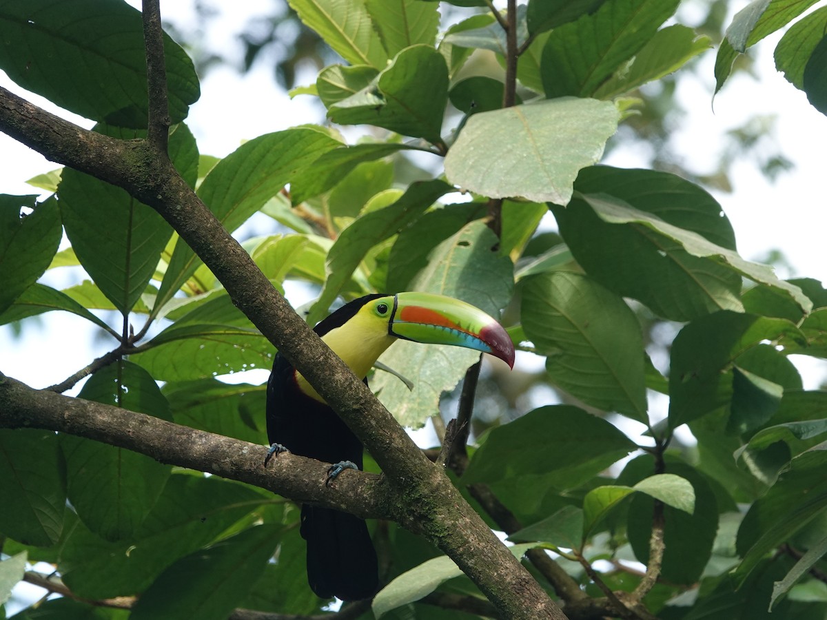 Keel-billed Toucan - Bruce Young