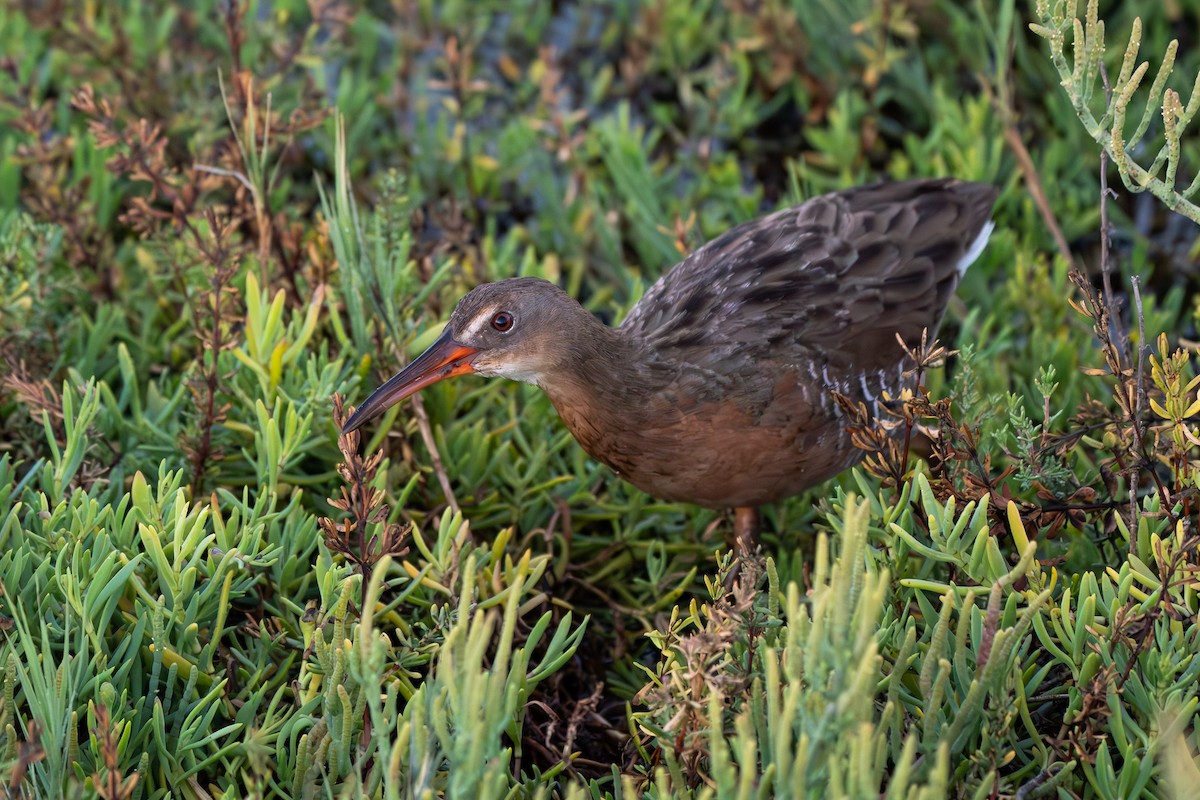 Ridgway's Rail - ML623023430