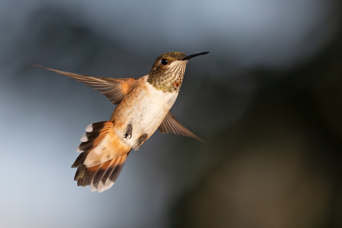 Rufous Hummingbird - ML623023445