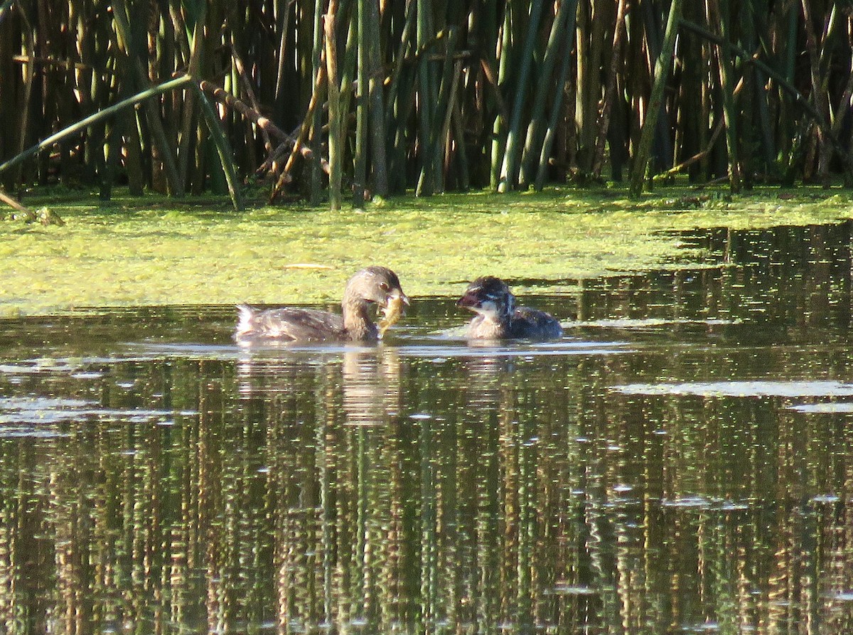 Pied-billed Grebe - ML623023450