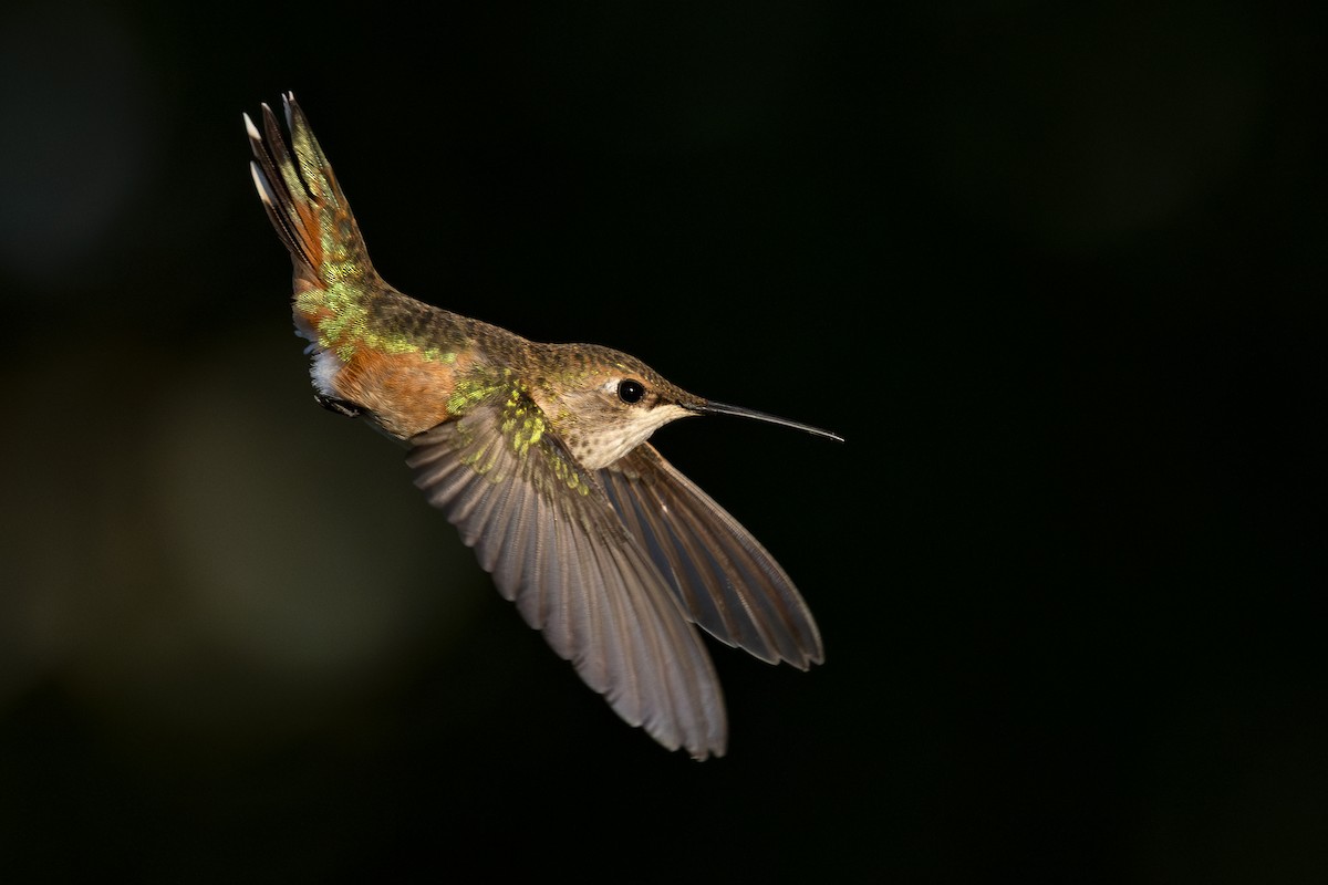 Rufous Hummingbird - ML623023451