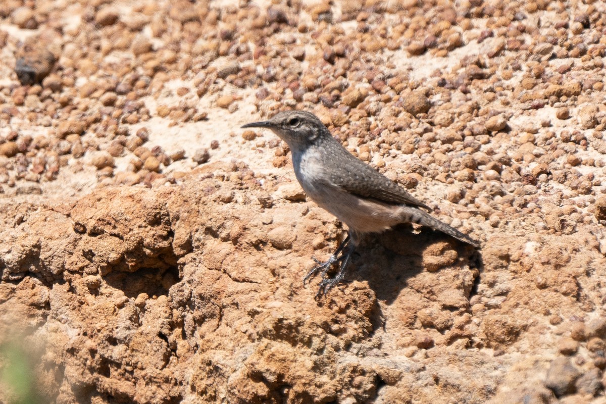 Rock Wren - ML623023473