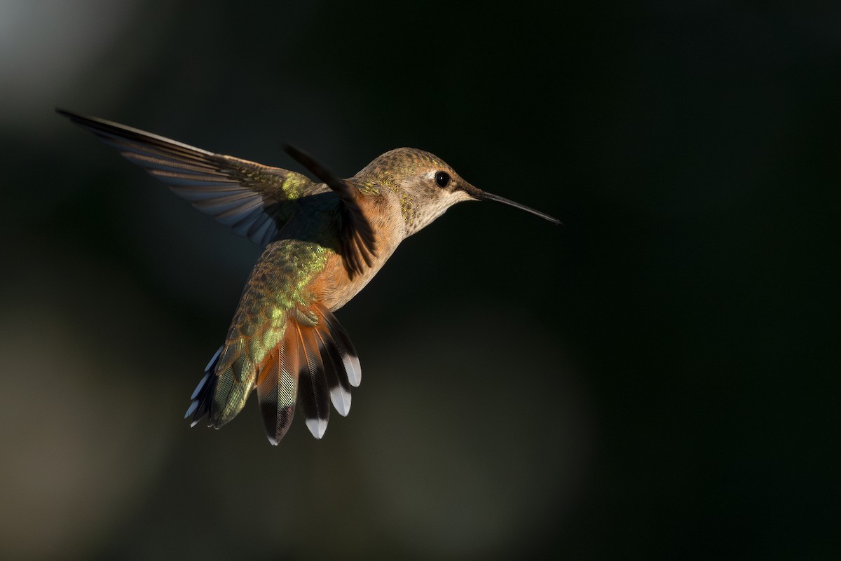 Rufous Hummingbird - Lesley Tullis