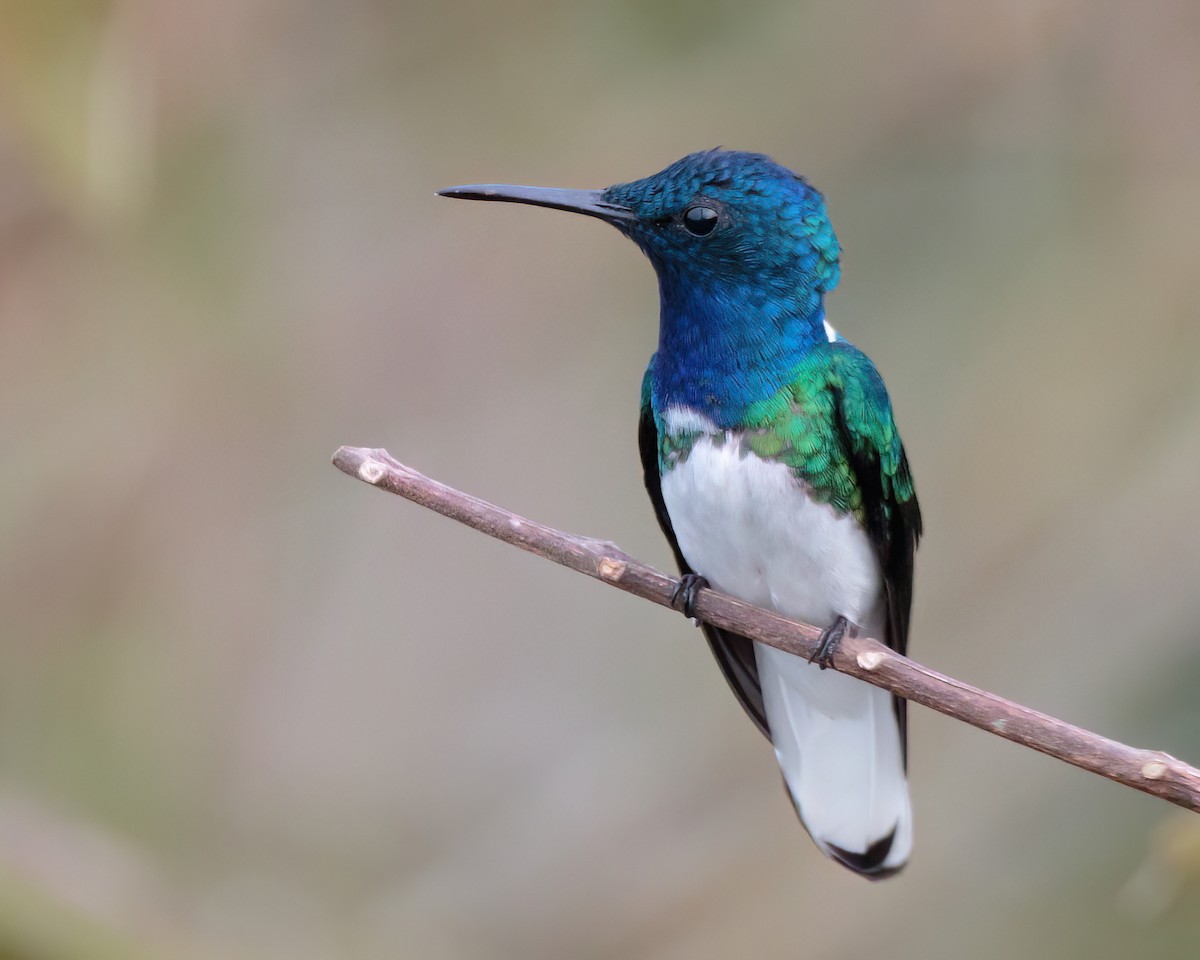 White-necked Jacobin - ML623023505