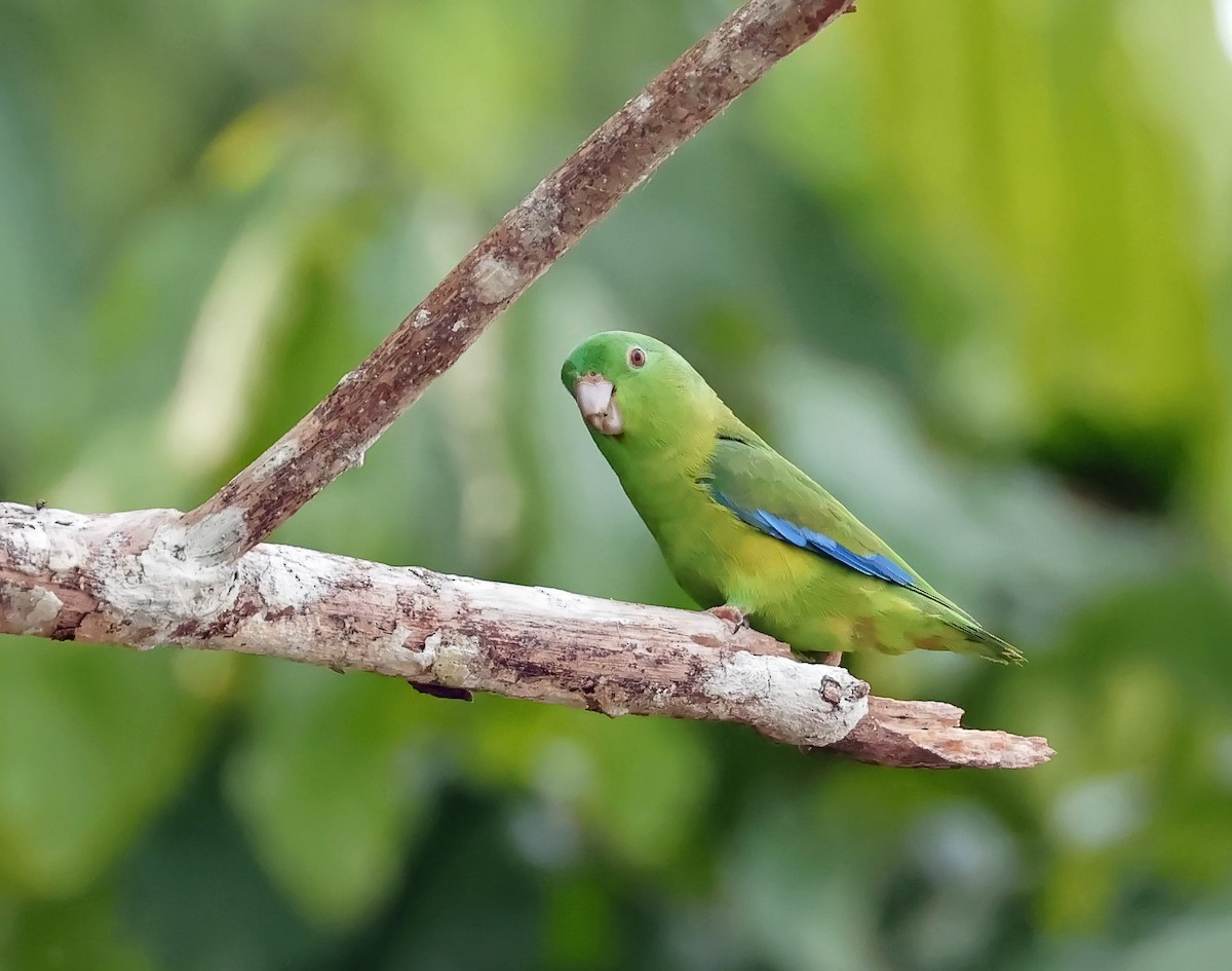 Riparian Parrotlet - ML623023556