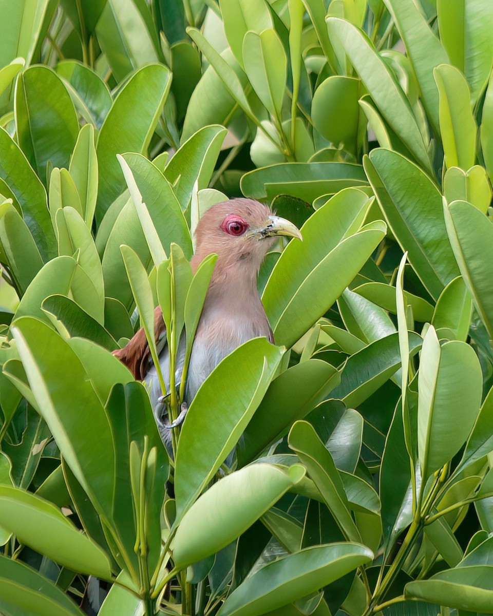 Squirrel Cuckoo - ML623023577