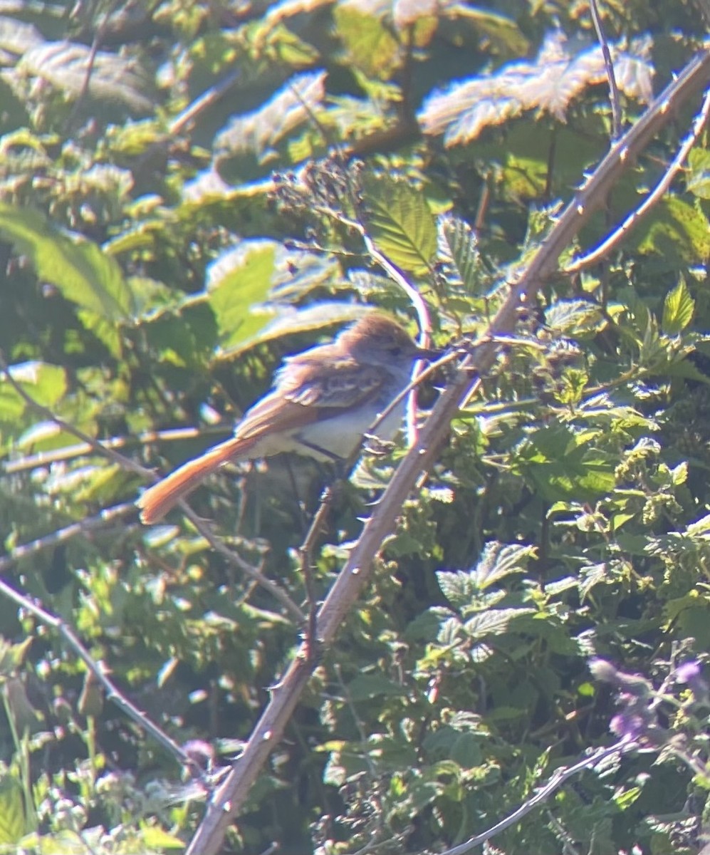 Ash-throated Flycatcher - ML623023585