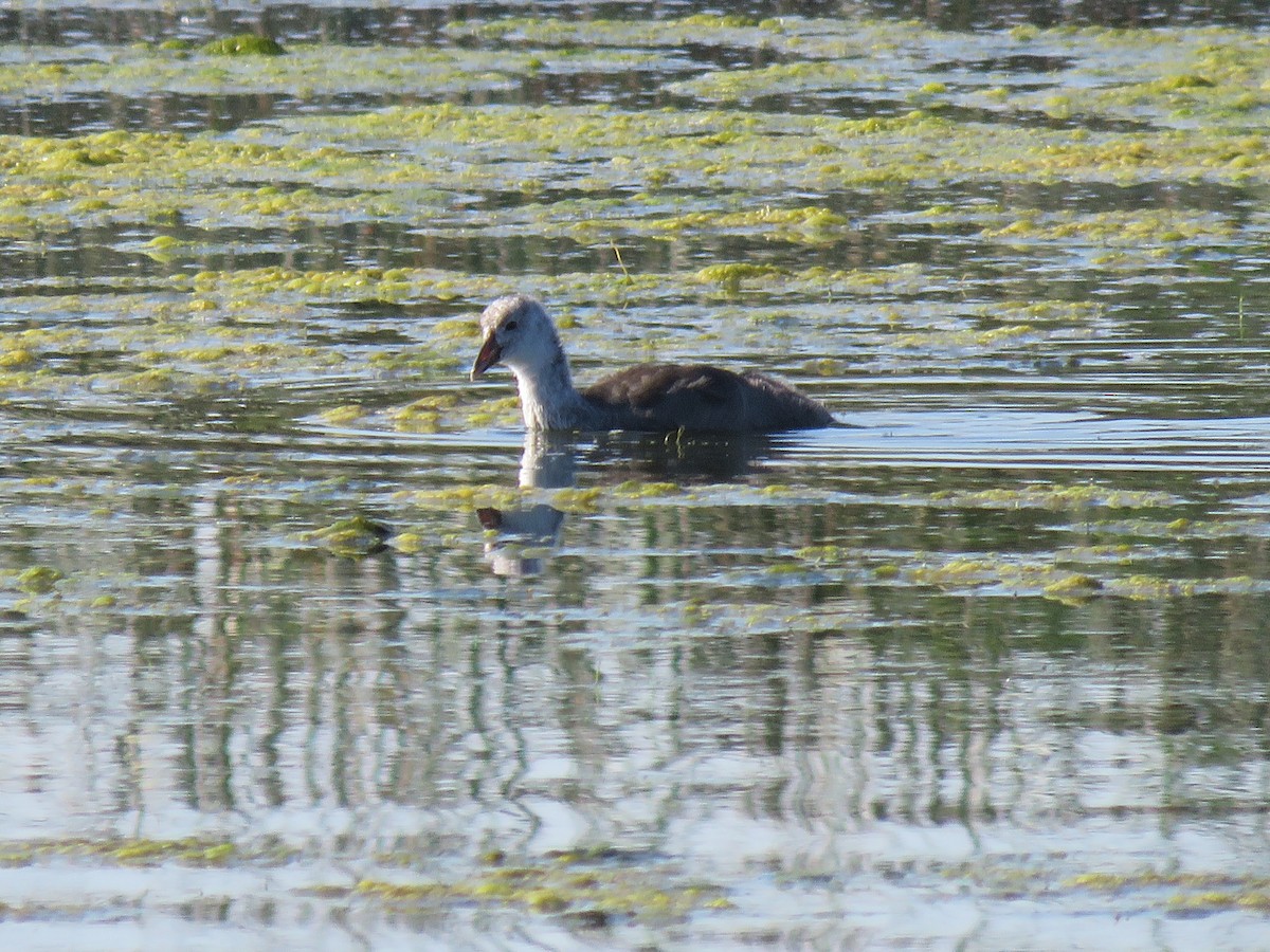 American Coot - ML623023586