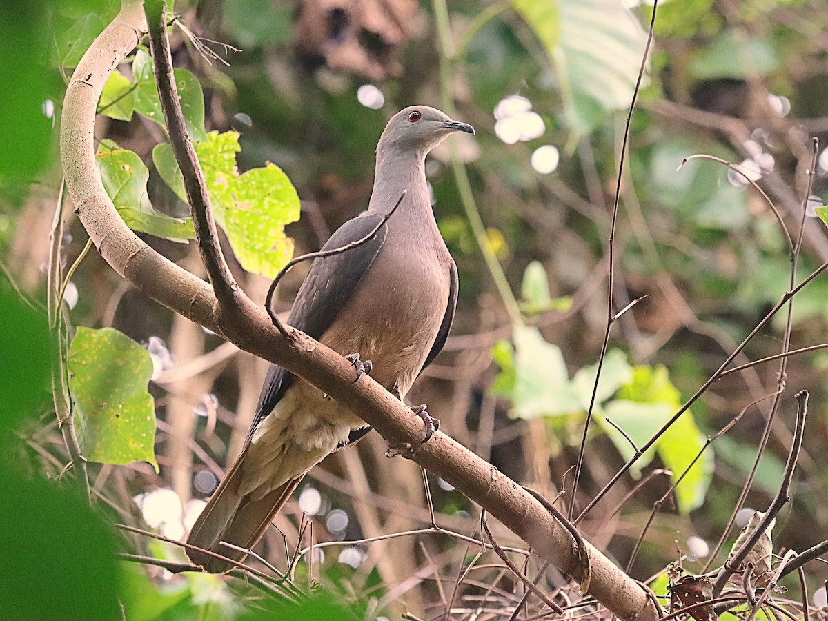 Peale's Imperial-Pigeon - ML623023590