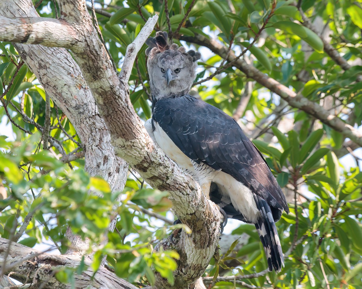 Harpy Eagle - ML623023592