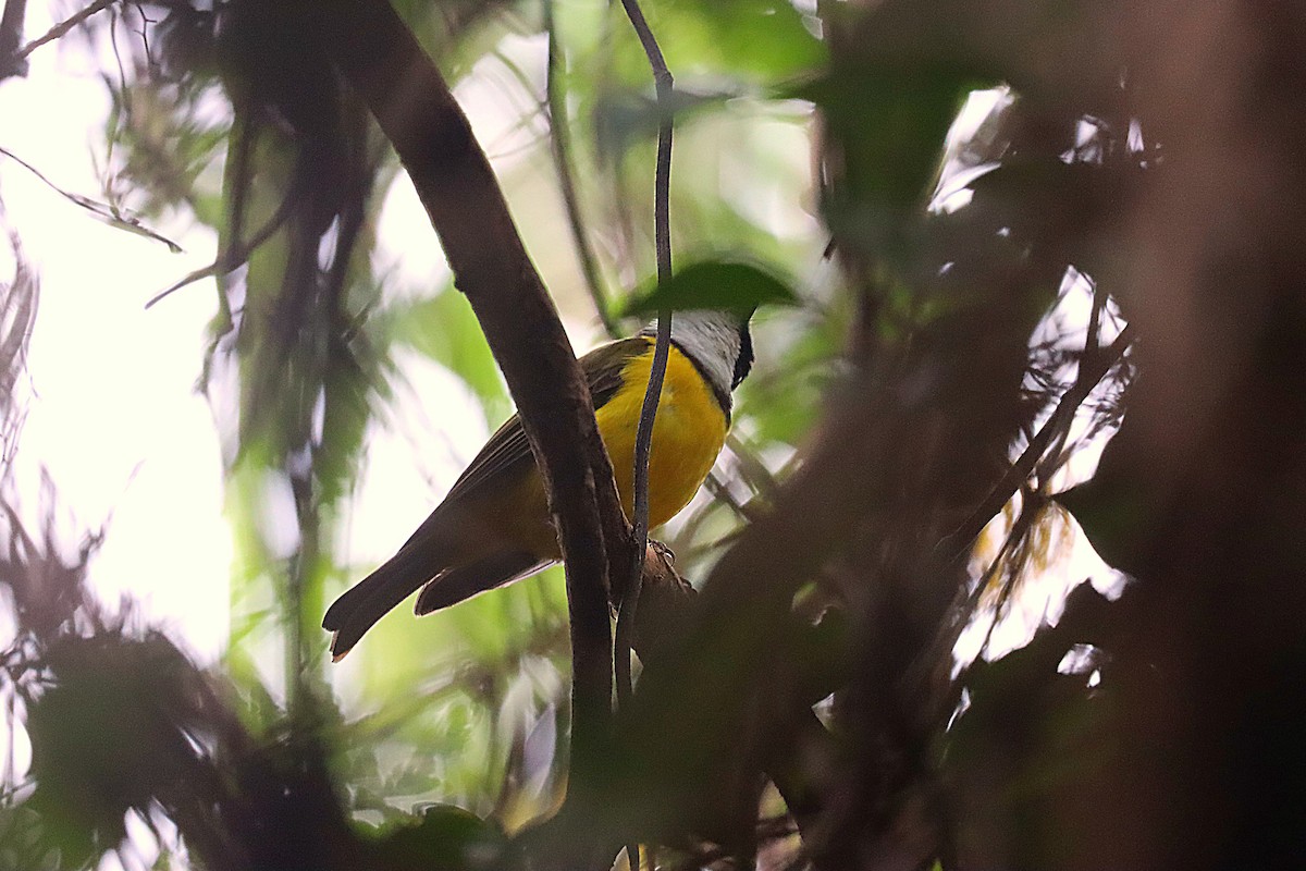 Fiji Whistler (White-throated) - ML623023595